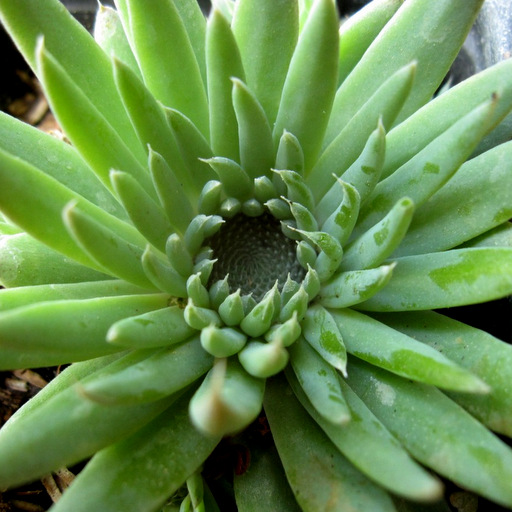 Orostachys spinosa ex Halda